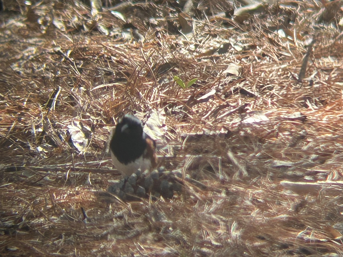 Eastern Towhee - ML617139144