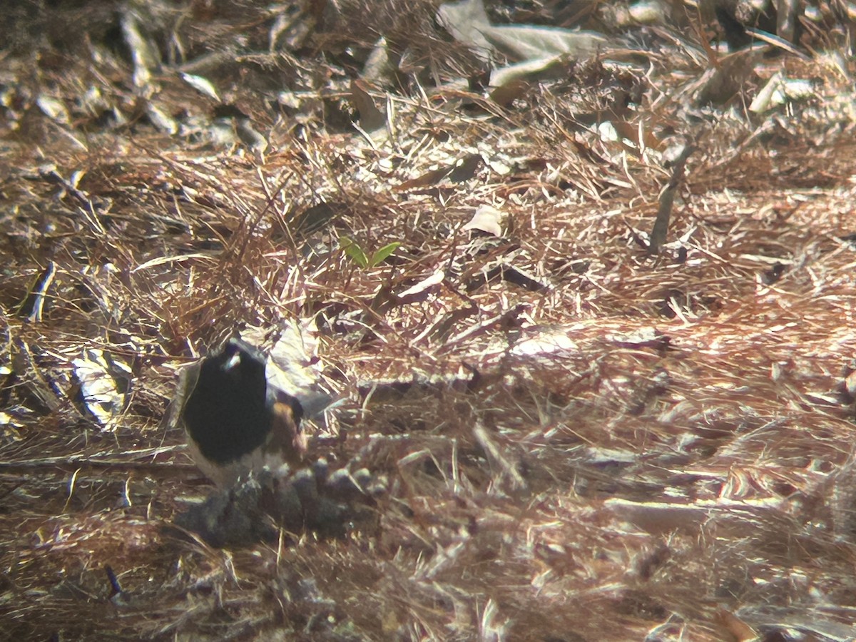 Eastern Towhee - ML617139145