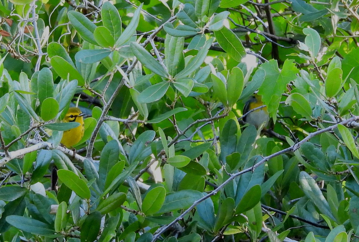 Prairie Warbler - ML617139156