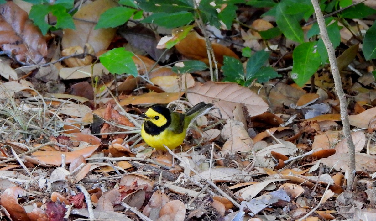 Hooded Warbler - ML617139167