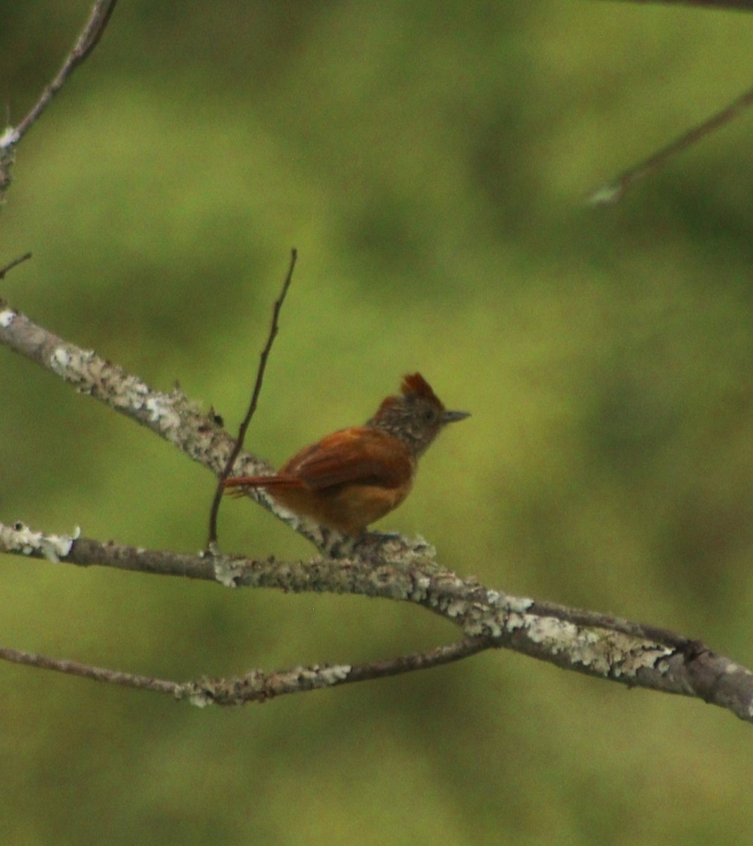 Chapman's Antshrike - ML617139168