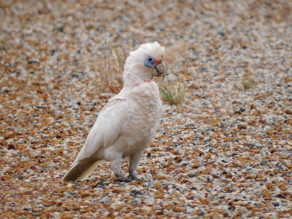 Western Corella - Jordan Webber