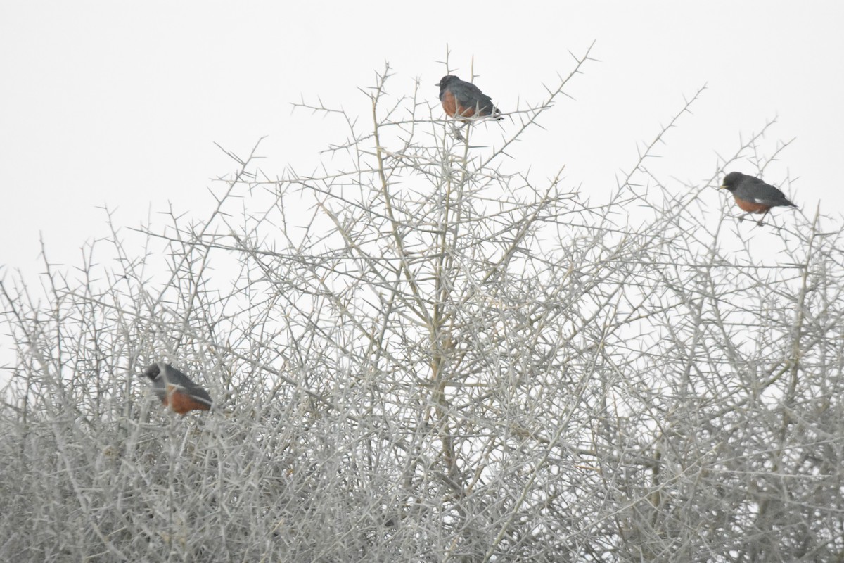 Chestnut-bellied Starling - ML617139237