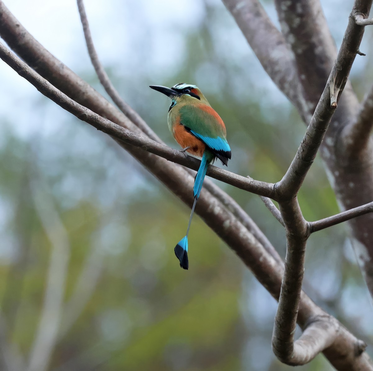 Turquoise-browed Motmot - ML617139274