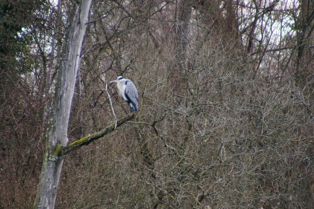 Gray Heron - ML617139311