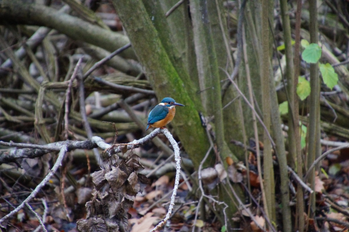 Common Kingfisher - Nadège Langet