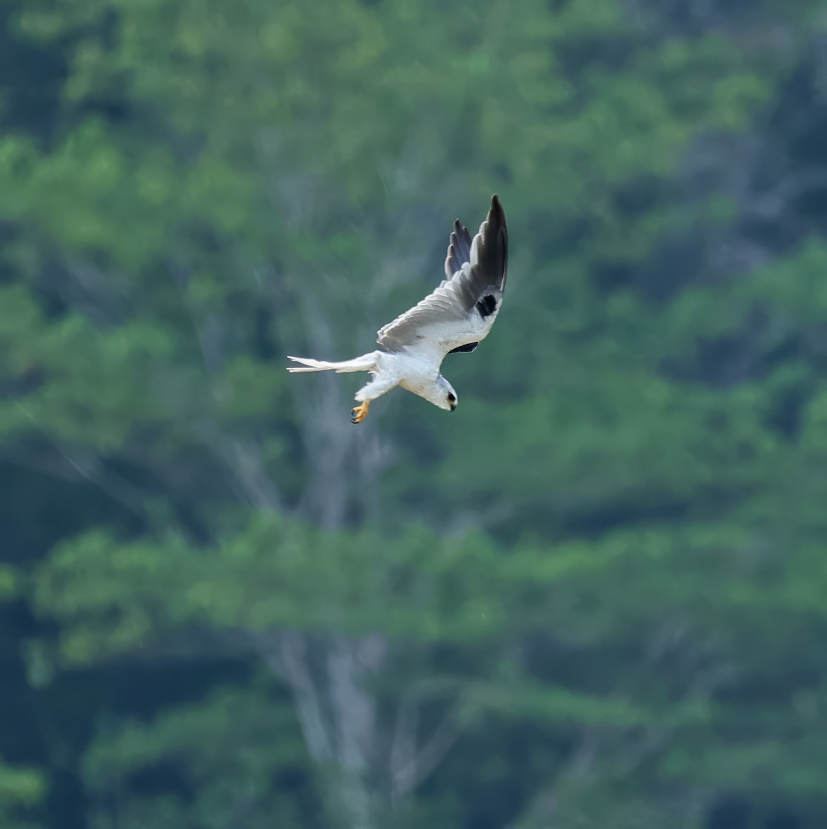 White-tailed Kite - ML617139321