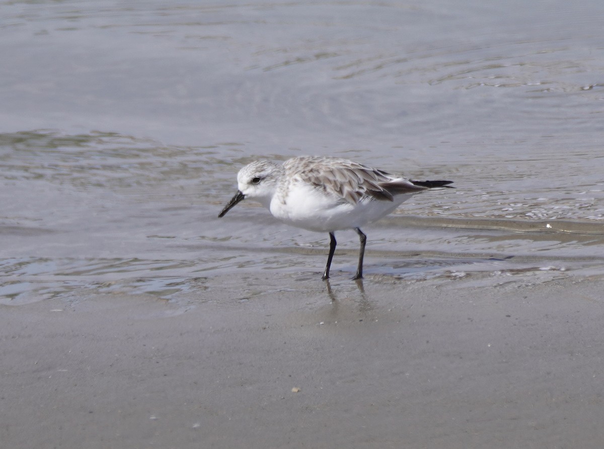 Bécasseau sanderling - ML617139356