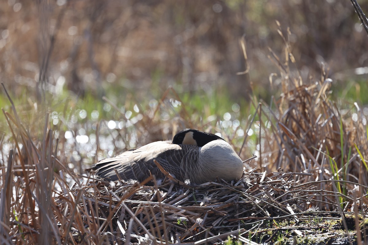 Canada Goose - ML617139359