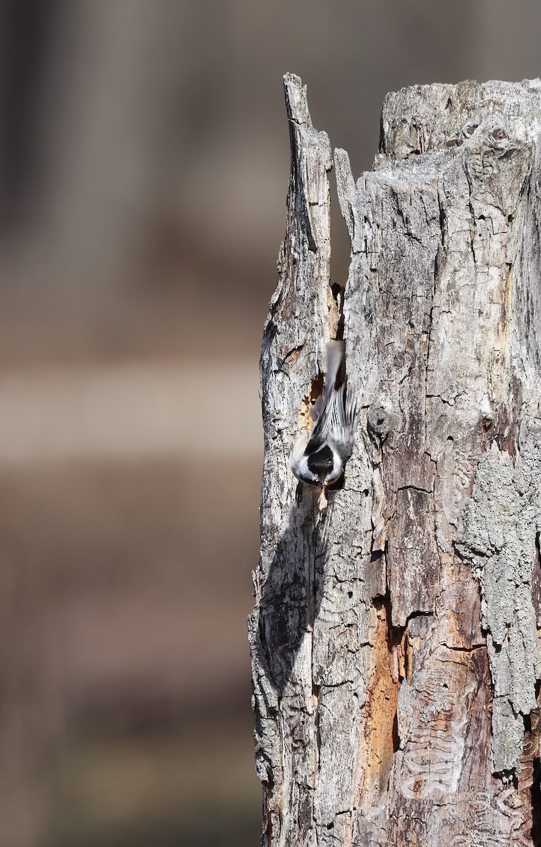 Black-capped Chickadee - ML617139381