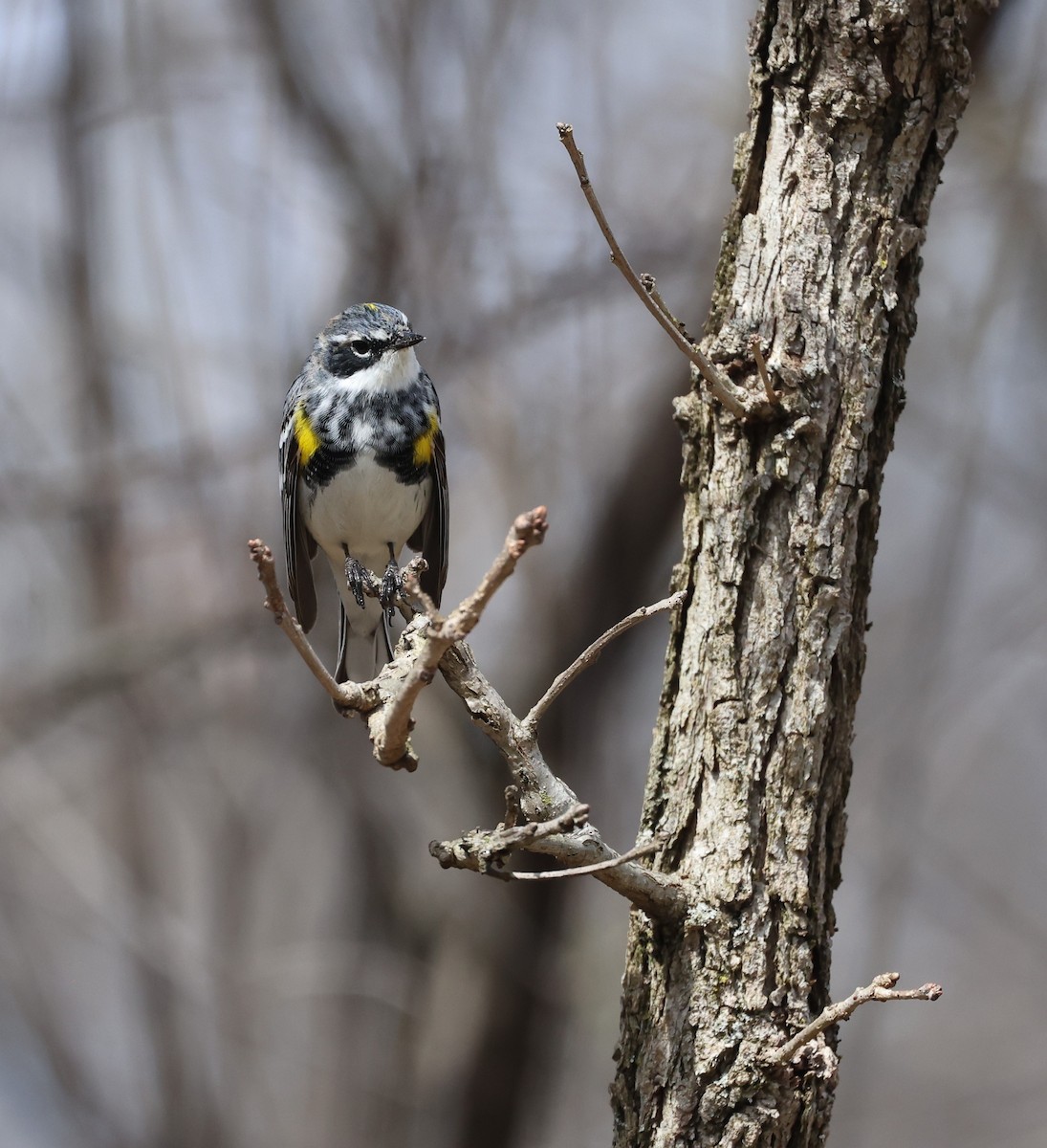 Yellow-rumped Warbler - ML617139398