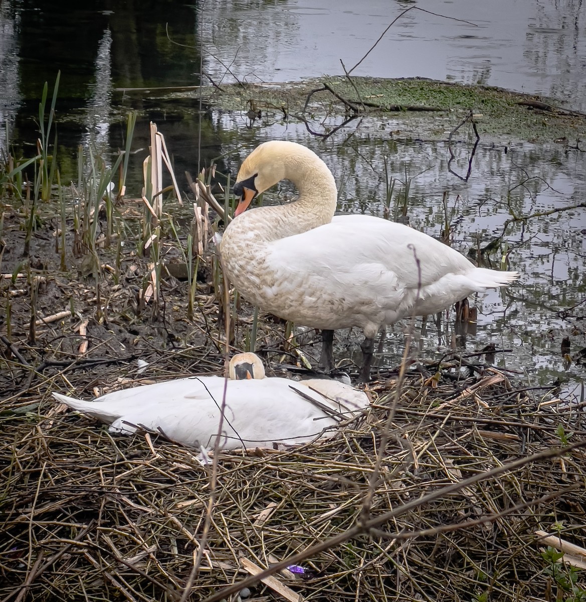 Mute Swan - ML617139412