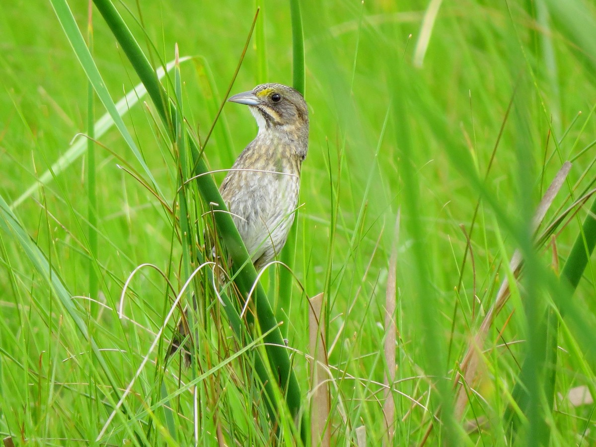 Seaside Sparrow - John  Mariani