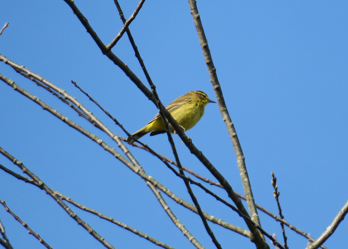 Palm Warbler - ML617139434