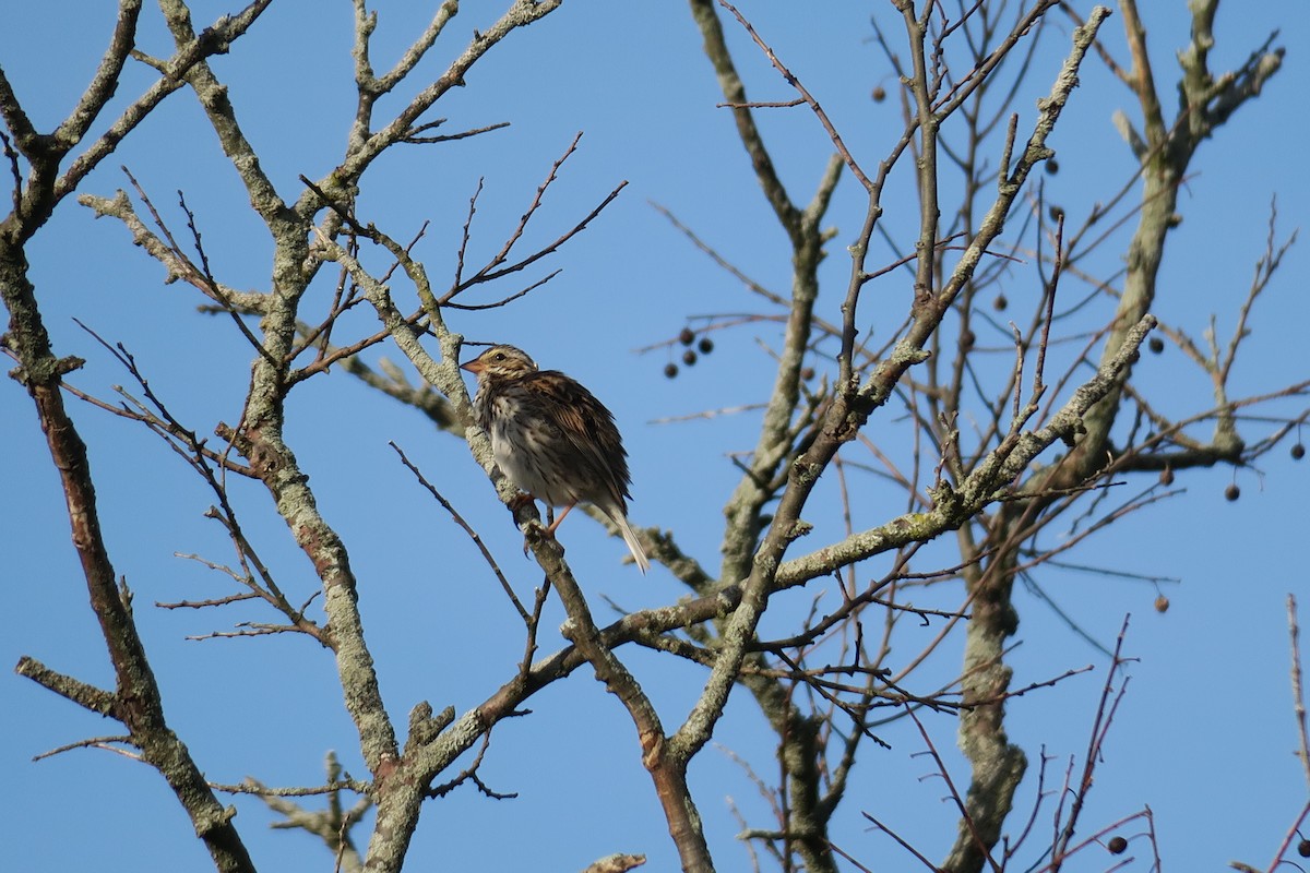 Savannah Sparrow - ML617139437