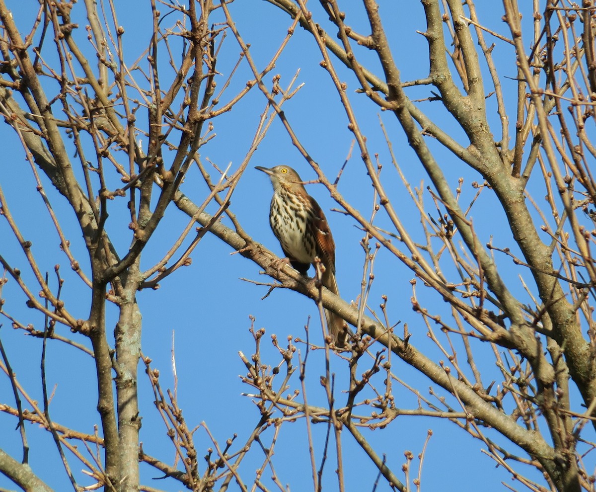 Brown Thrasher - ML617139441