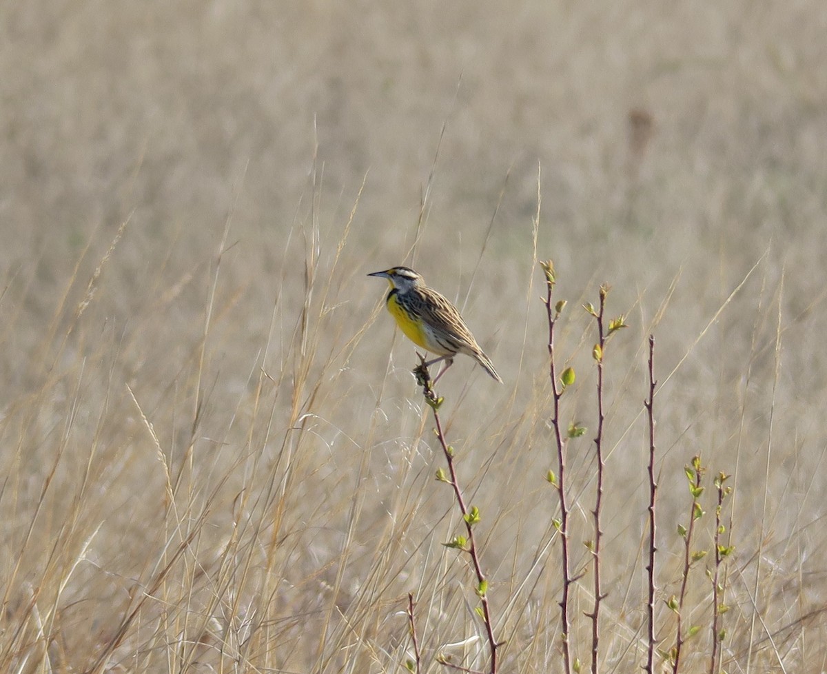 Eastern Meadowlark - ML617139444