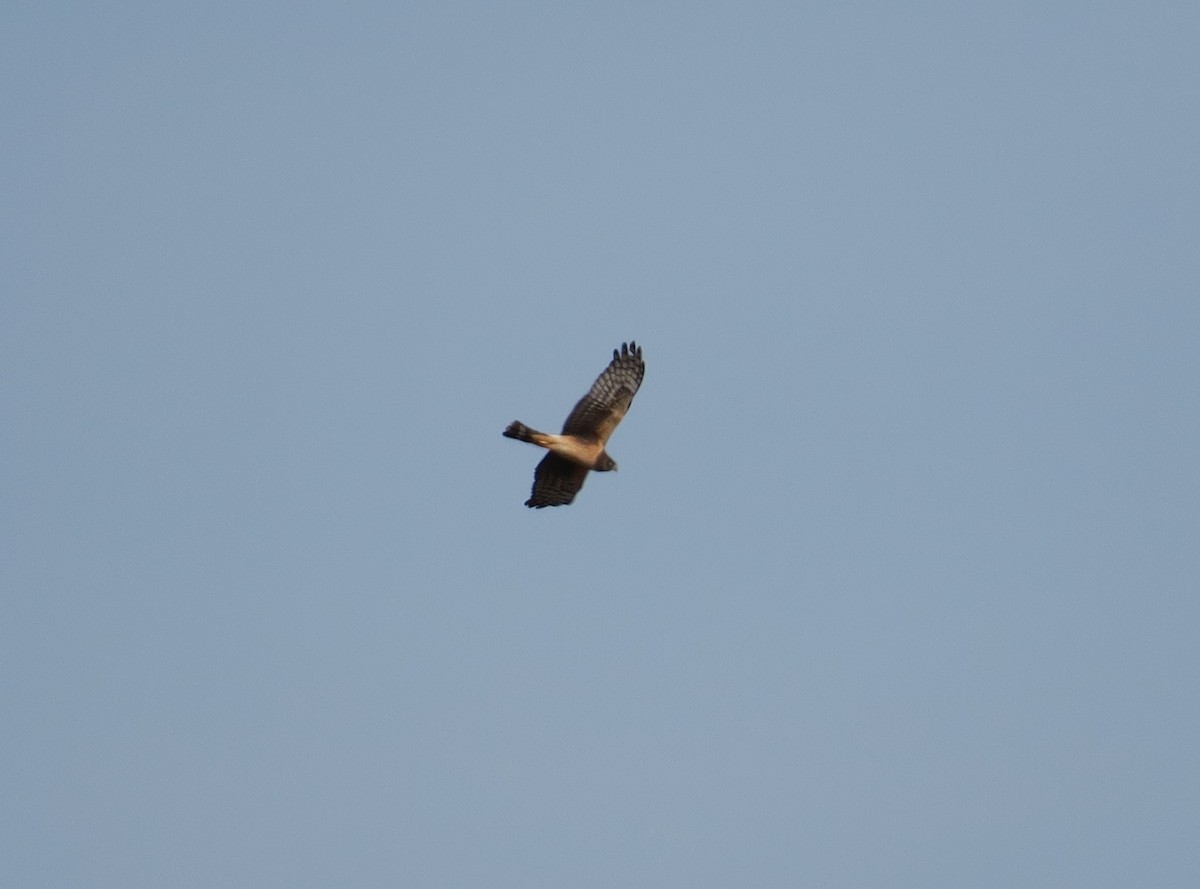 Northern Harrier - ML617139474