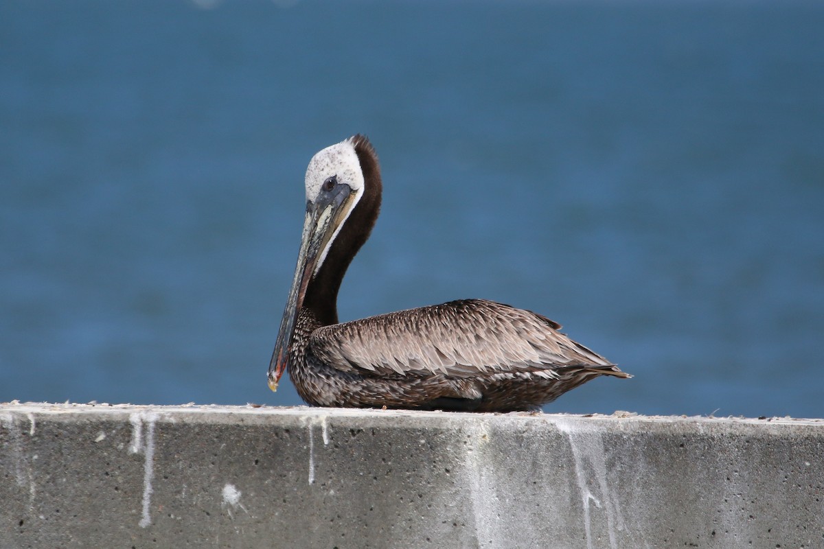pelikán hnědý - ML617139482