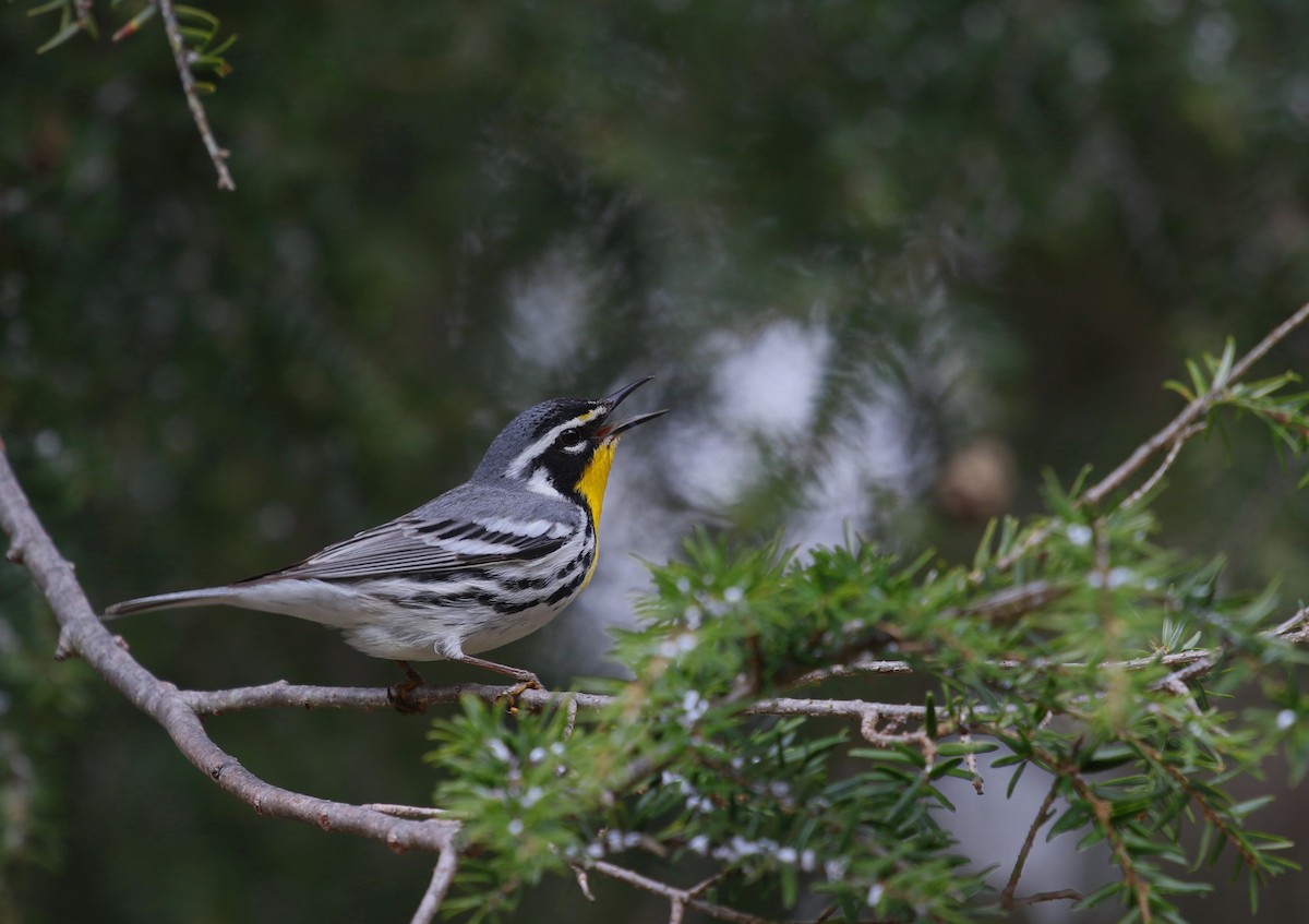 Yellow-throated Warbler - Aaron Graham