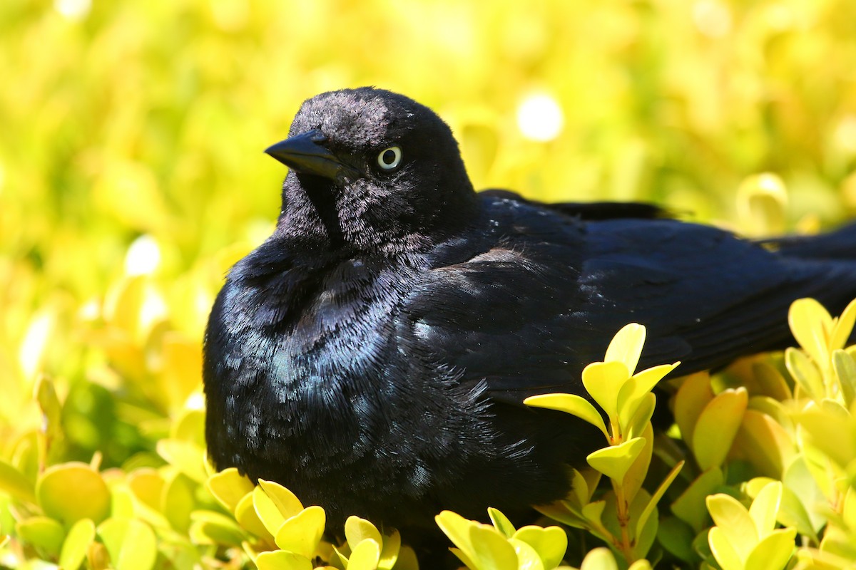 Brewer's Blackbird - ML617139505