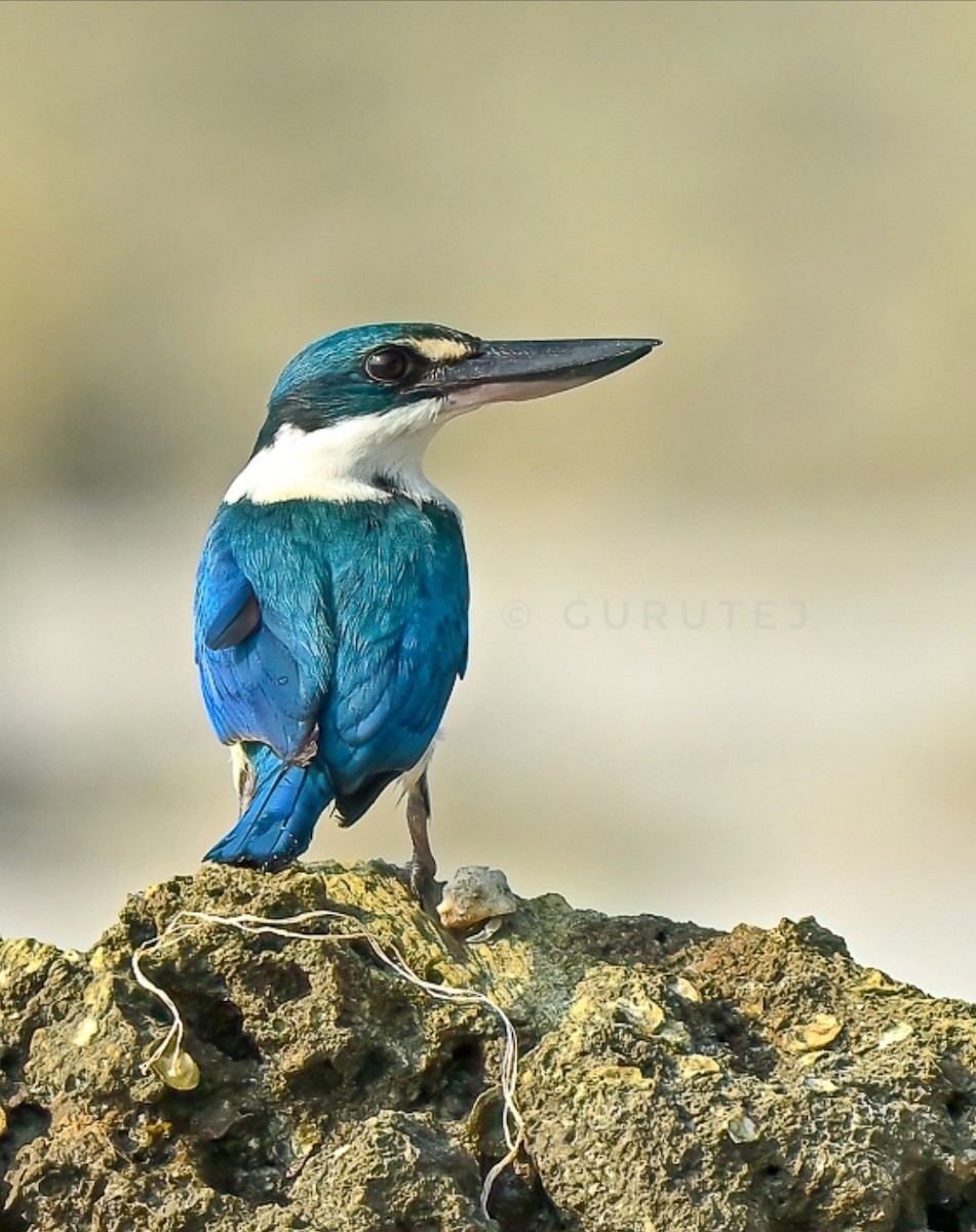 Collared Kingfisher - ML617139560