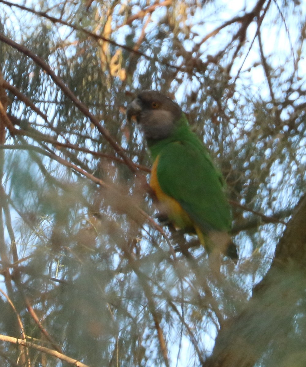 Сенегальский попугай - ML617139591