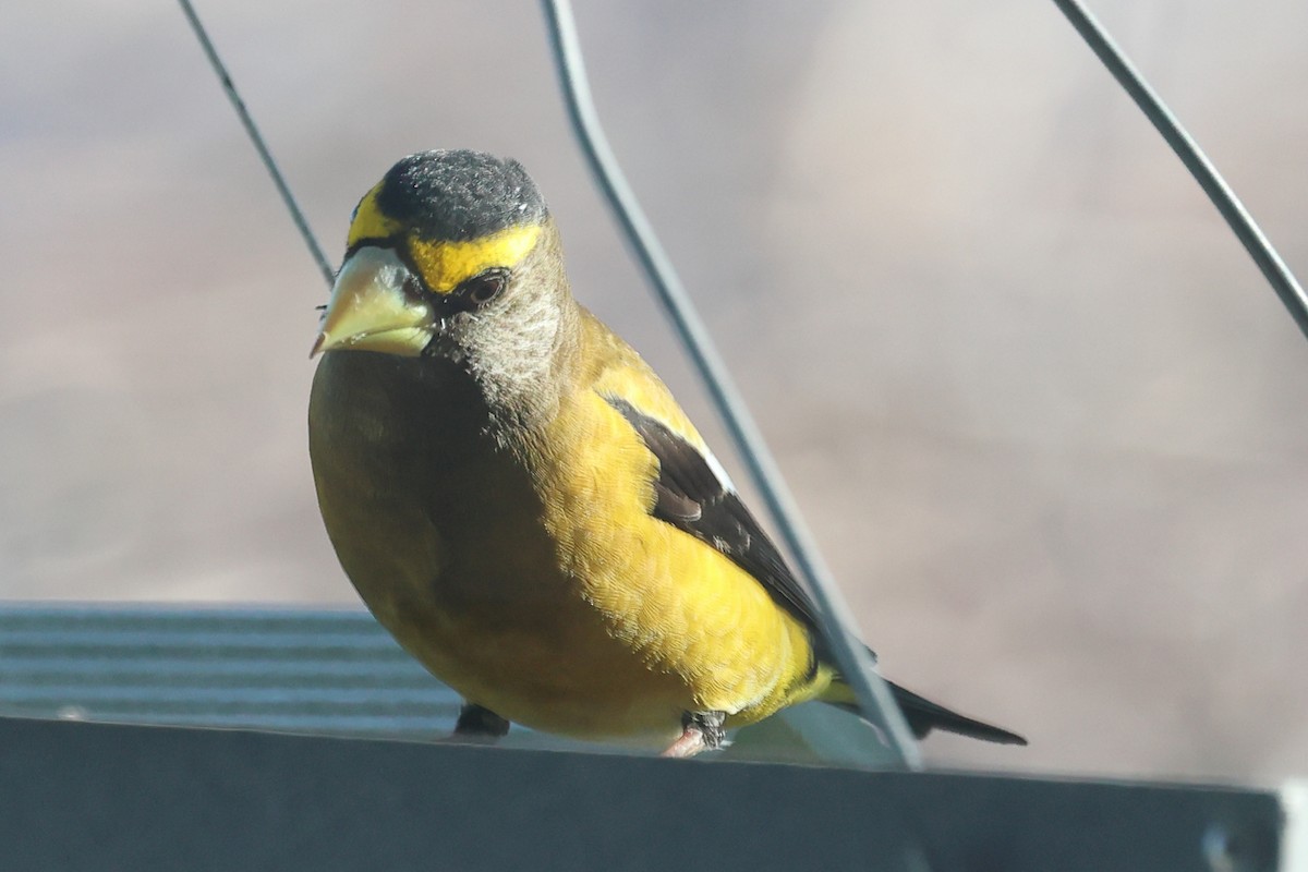 Evening Grosbeak (type 1) - Mary McGreal