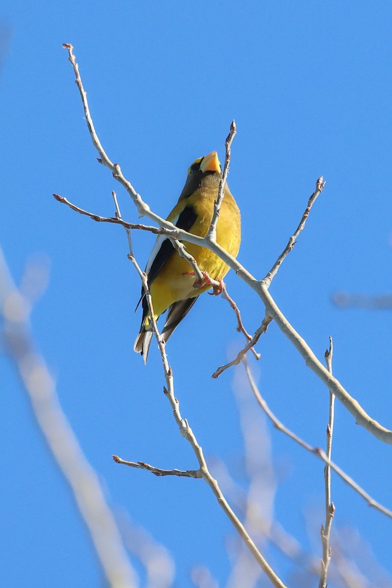 Evening Grosbeak (type 1) - ML617139661