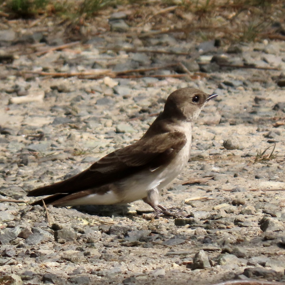 Northern Rough-winged Swallow - ML617139733