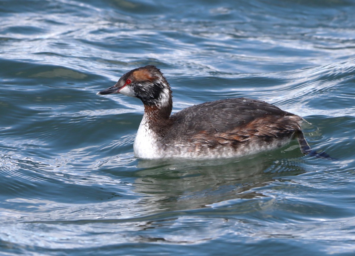 Horned Grebe - ML617139740