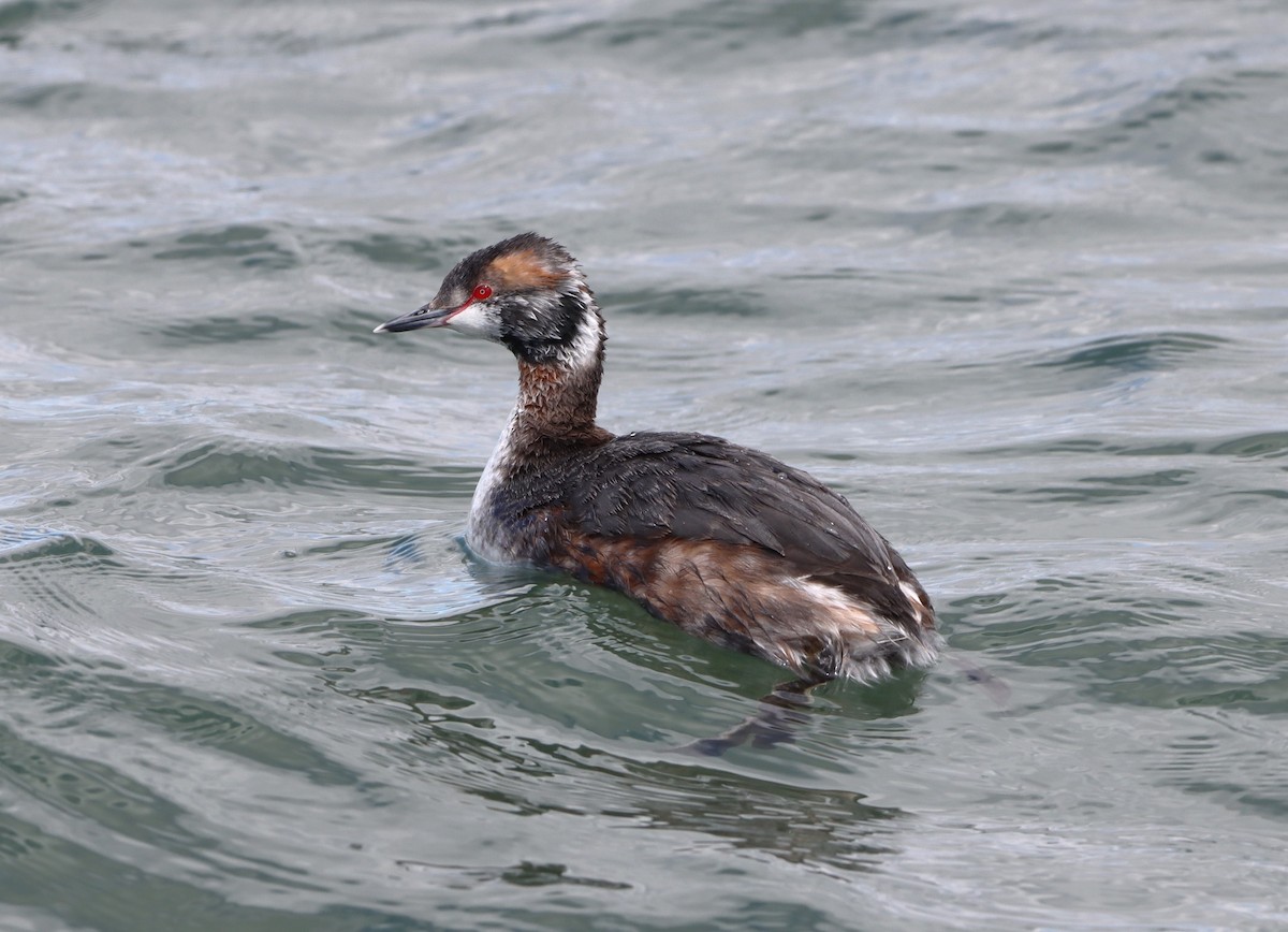 Horned Grebe - ML617139760