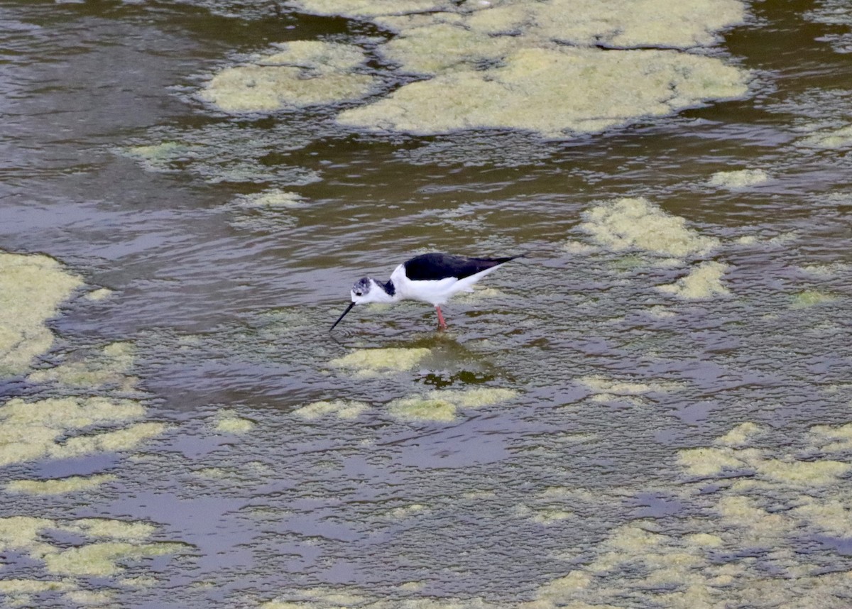 Black-winged Stilt - ML617139762