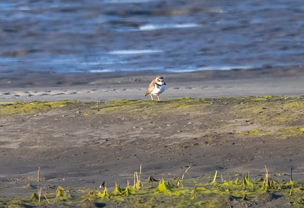 Wilson's Plover - ML617139785