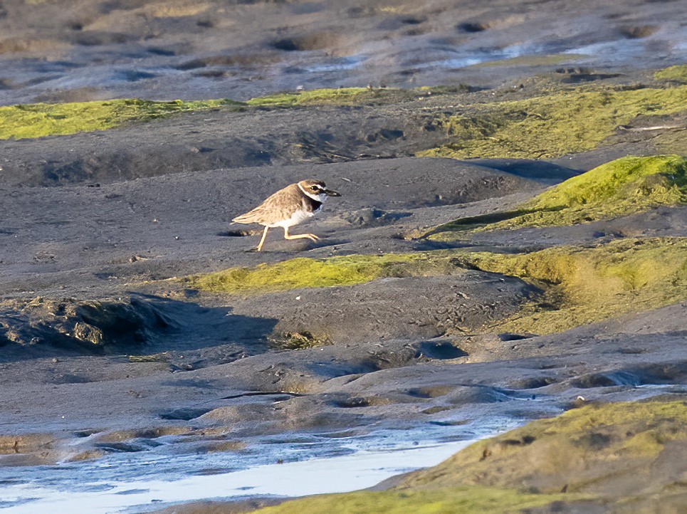 Wilson's Plover - ML617139800