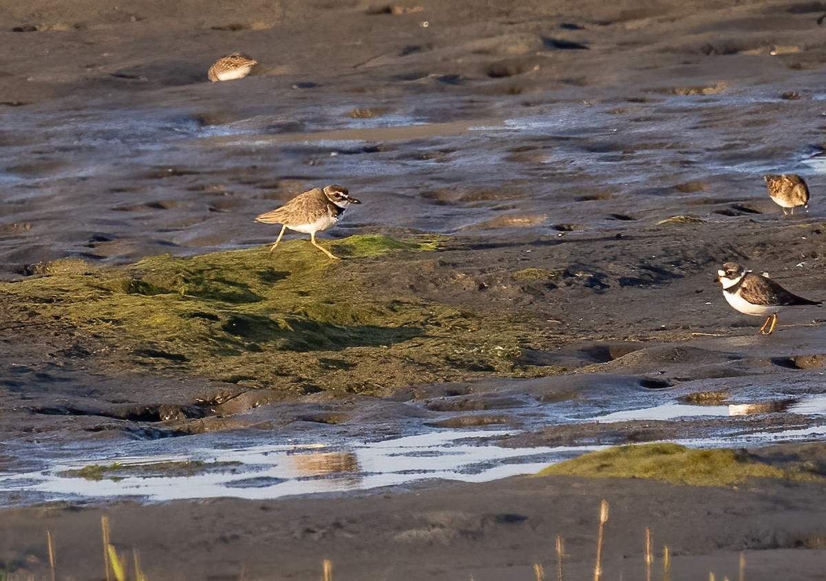 Wilson's Plover - ML617139803