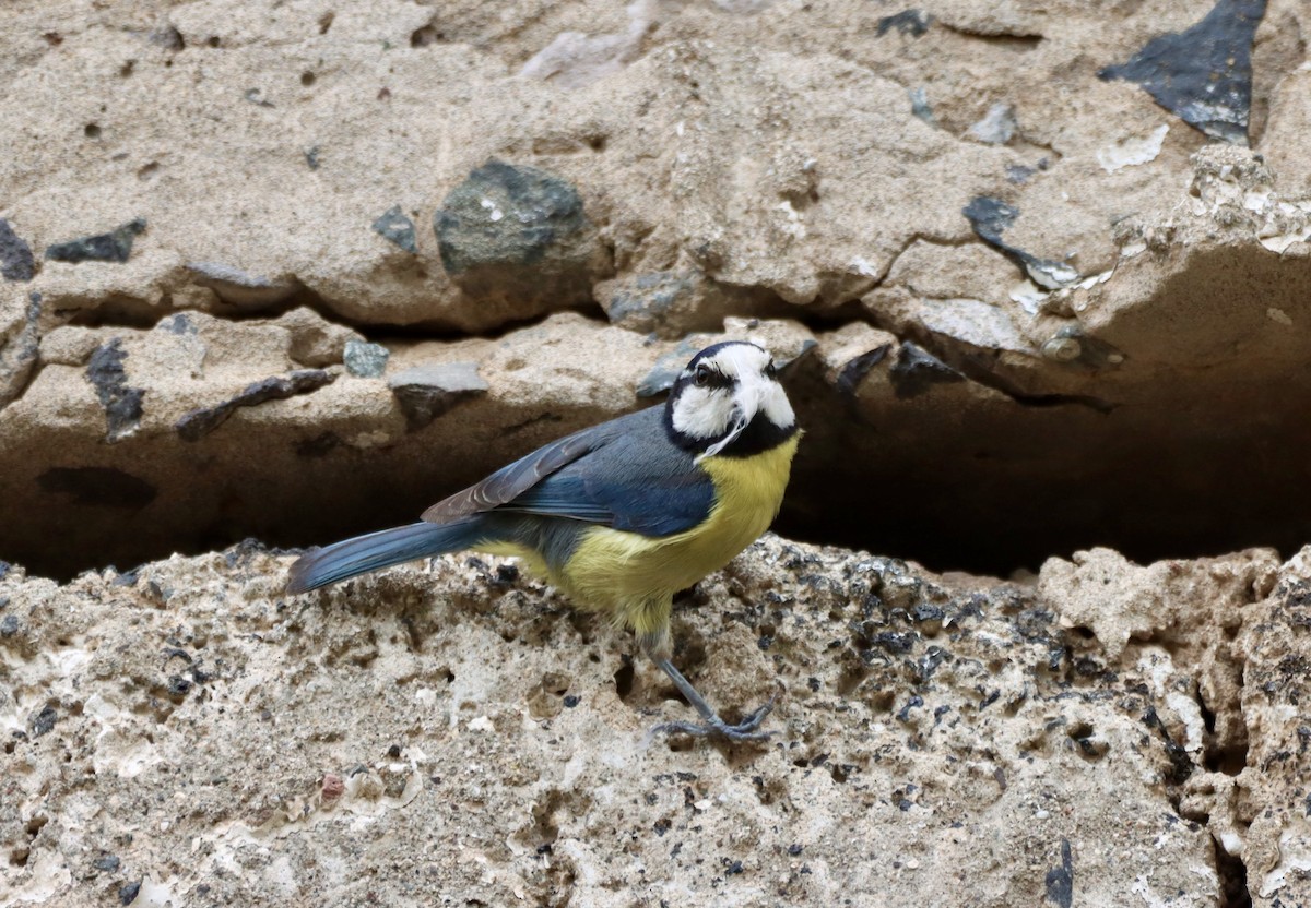 African Blue Tit - ML617139858