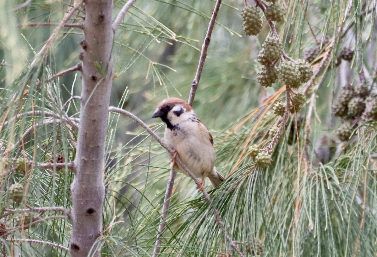 Eurasian Tree Sparrow - ML617139866