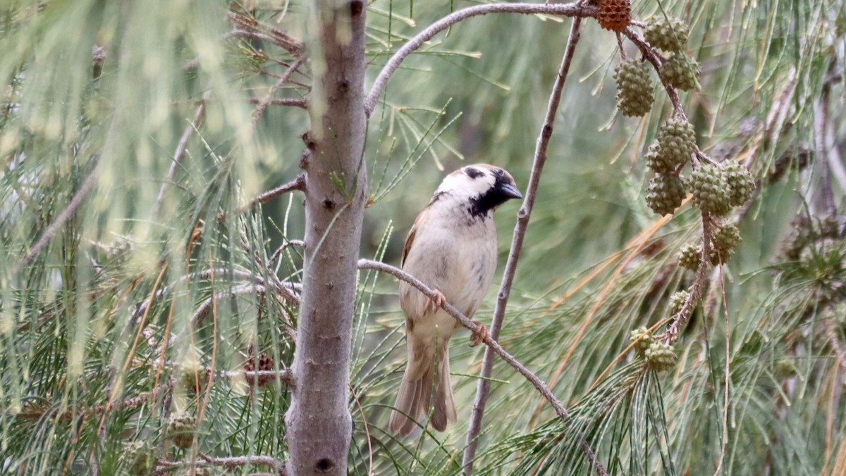 Eurasian Tree Sparrow - ML617139867