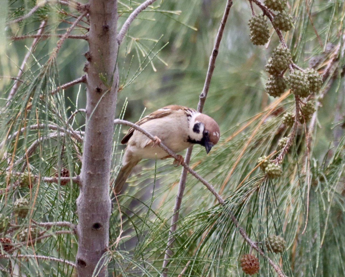 Eurasian Tree Sparrow - ML617139868