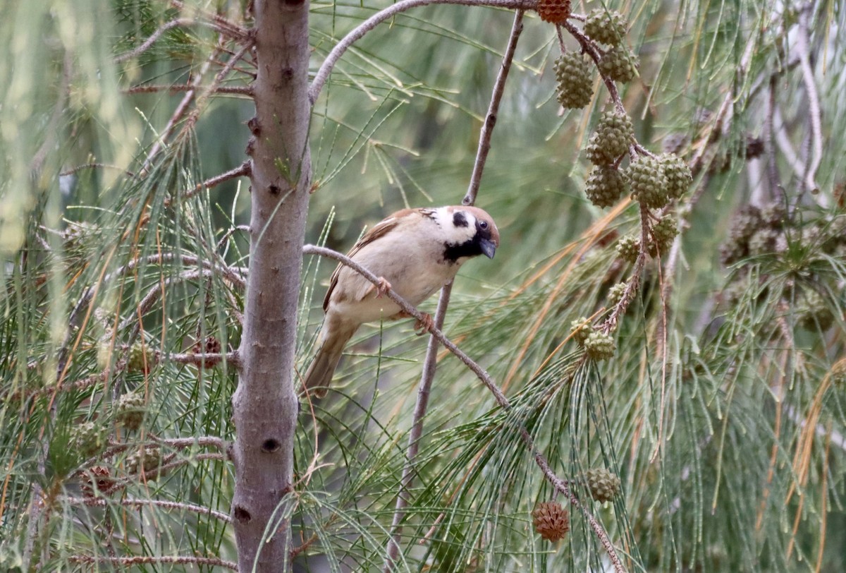 Eurasian Tree Sparrow - ML617139869