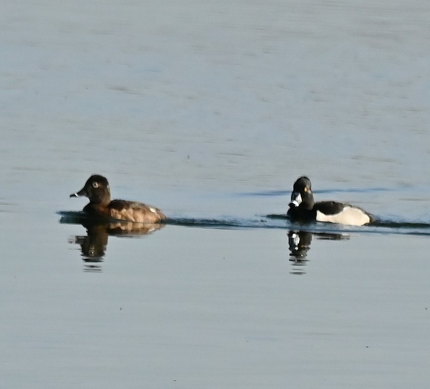 Ring-necked Duck - Regis Fortin