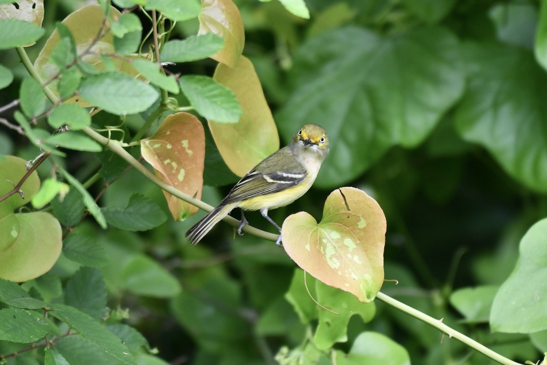 White-eyed Vireo - ML617139897