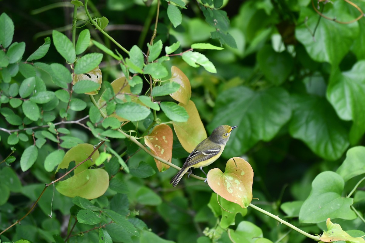 White-eyed Vireo - ML617139901