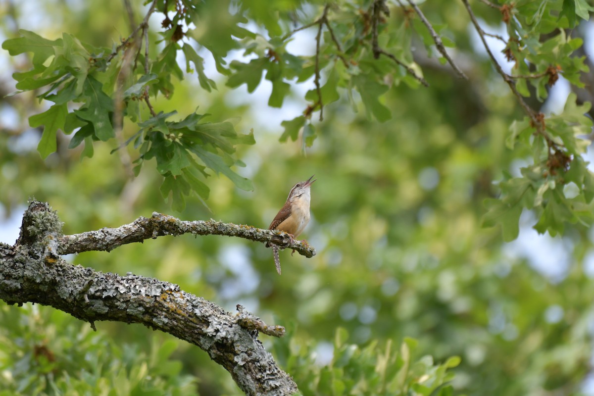 Carolina Wren - ML617139903