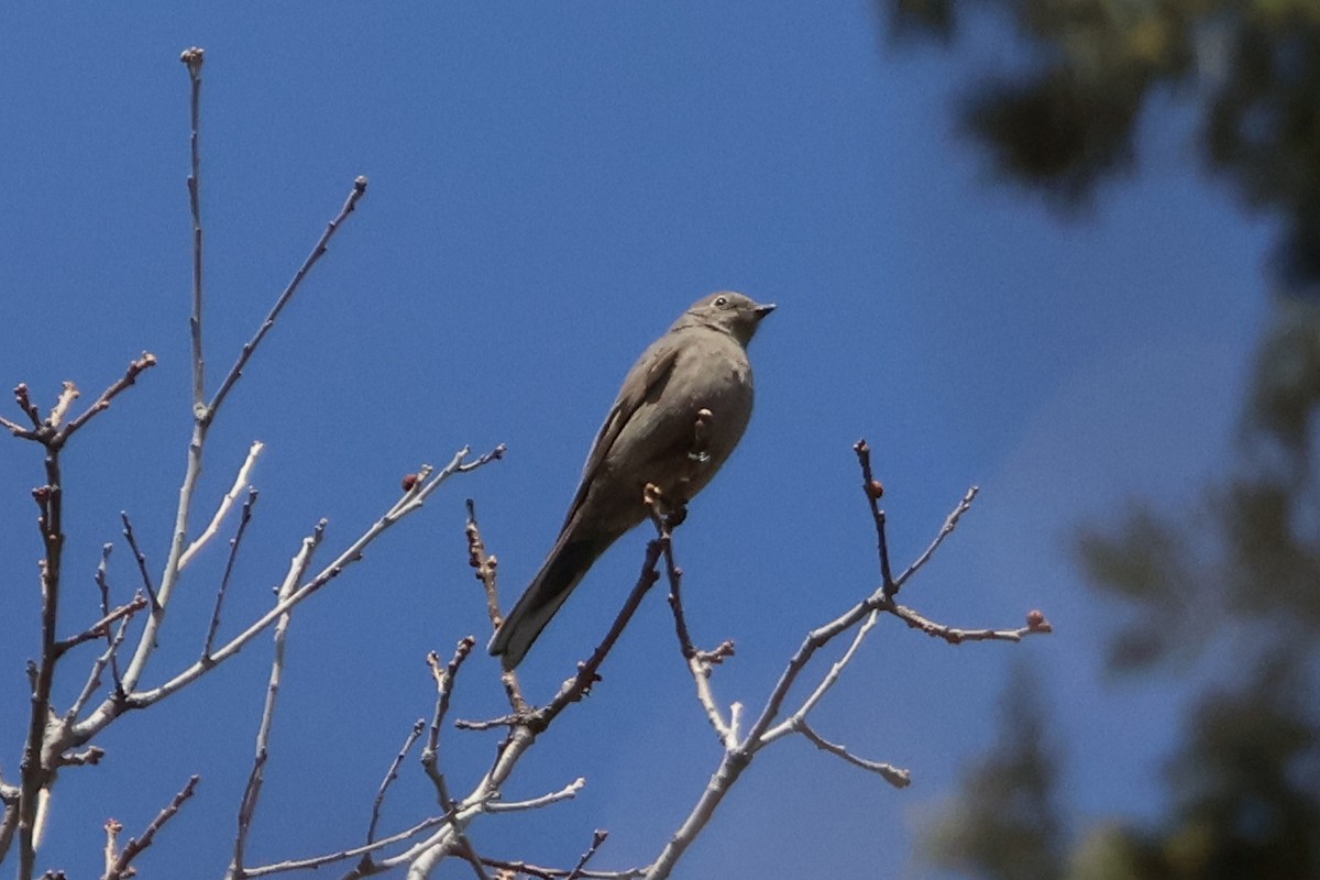 Townsend's Solitaire - Eric Cameron