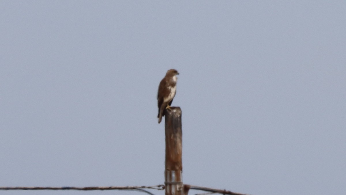 Common Buzzard (Canary Is.) - ML617139933