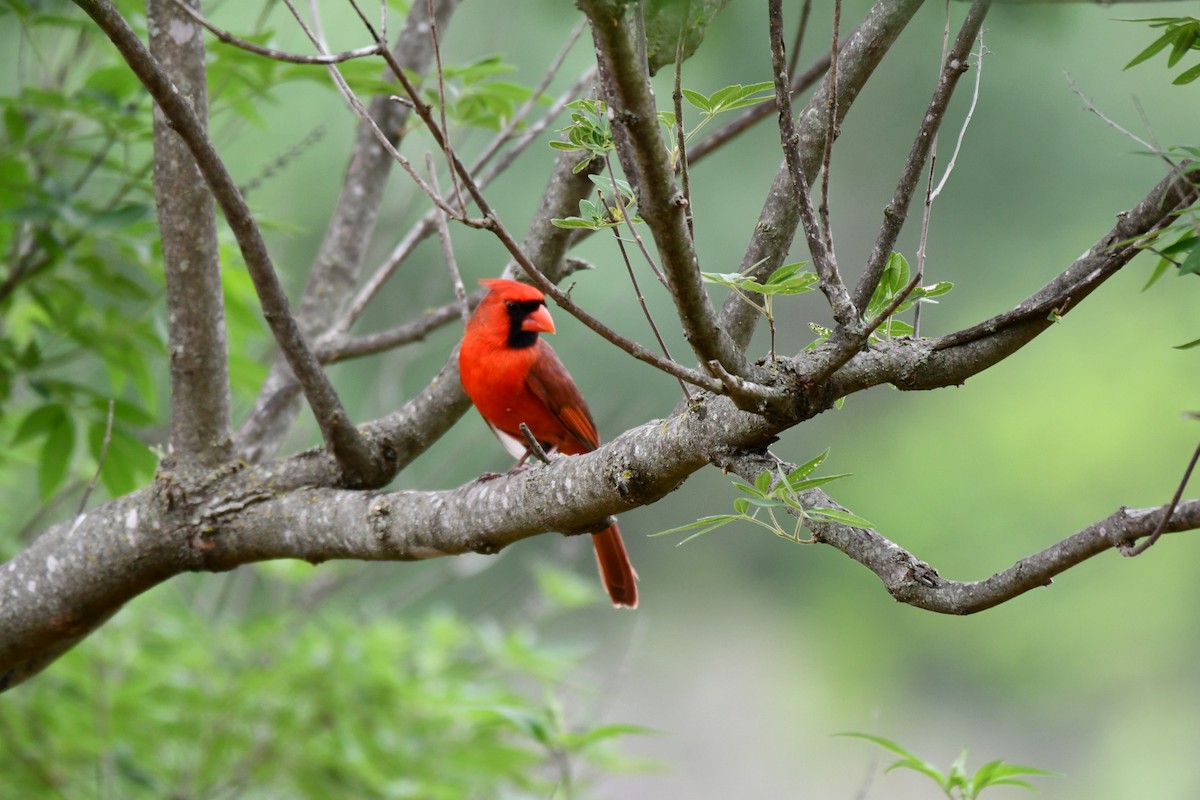 Northern Cardinal - Brandy Falise