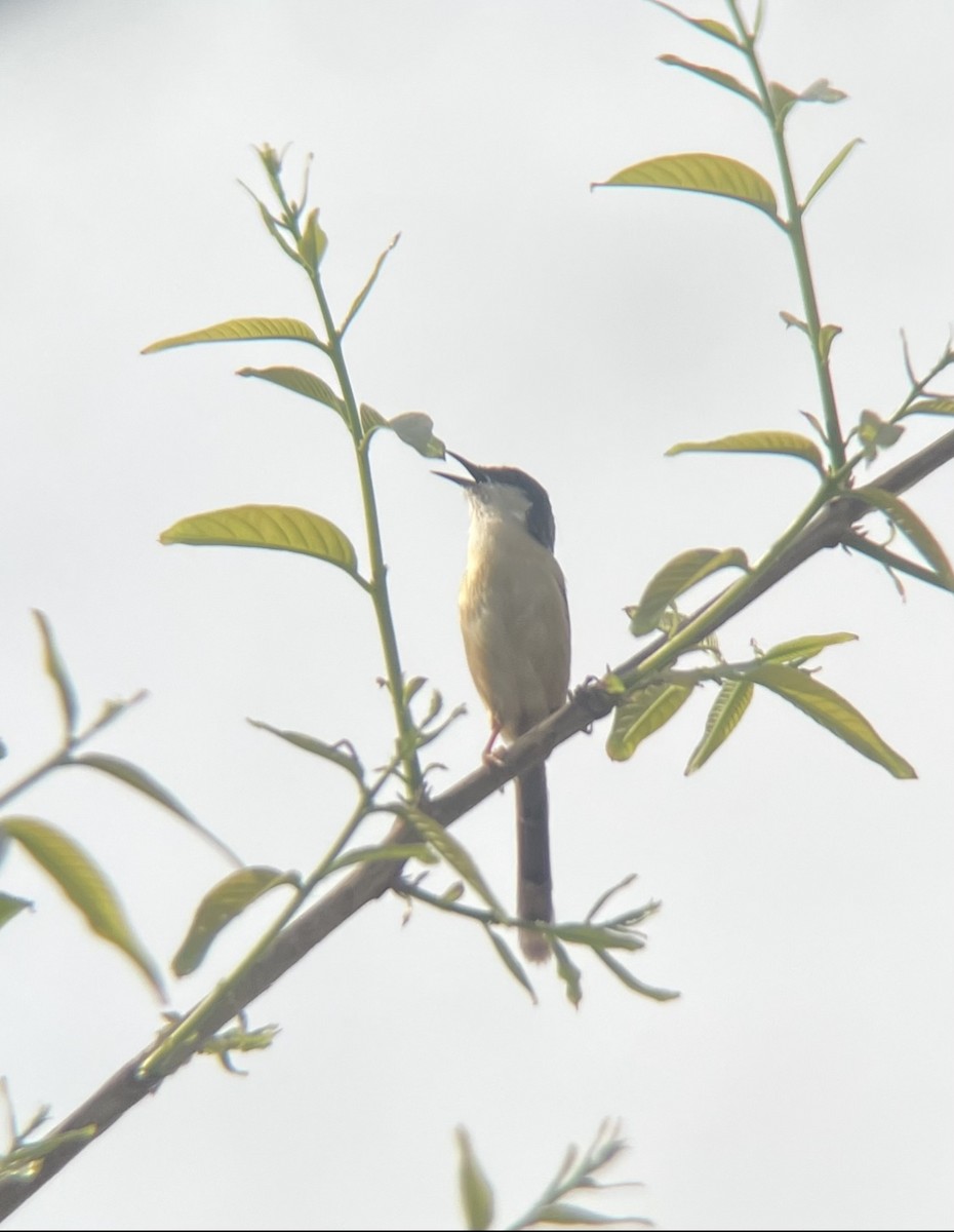 Ashy Prinia - Isheta Divya