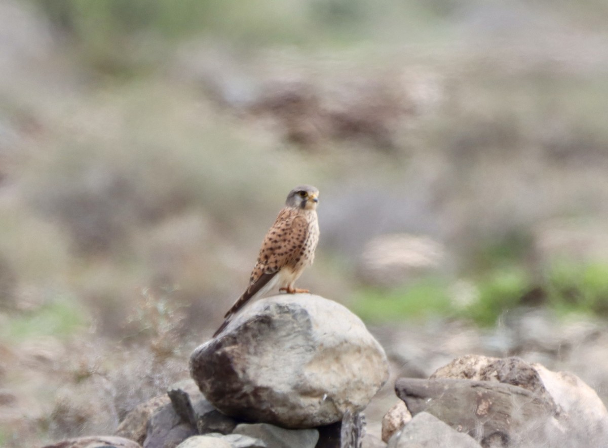 Eurasian Kestrel (Canary Is.) - ML617139940